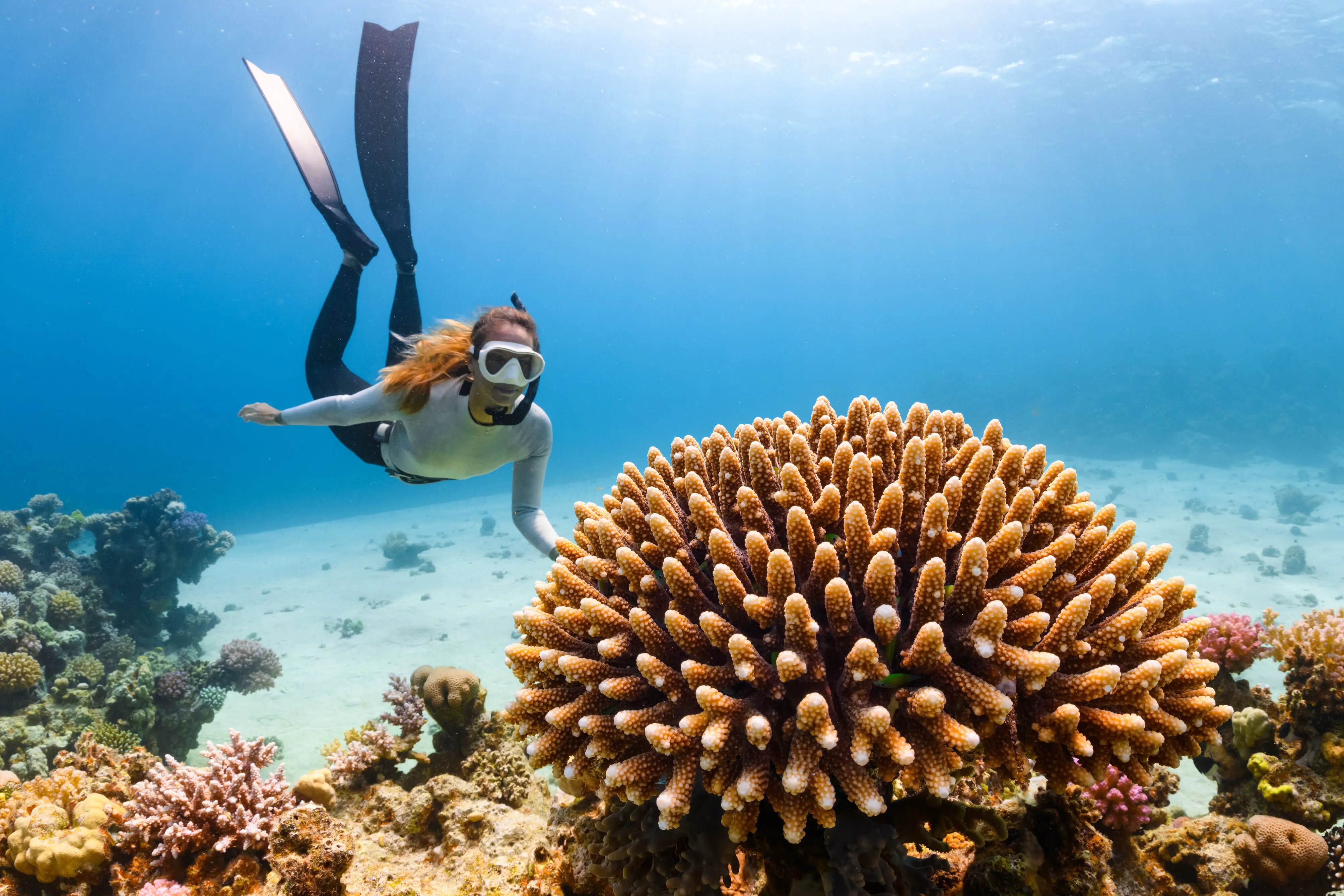 coral reefs, ocean protection